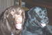i love my dogs